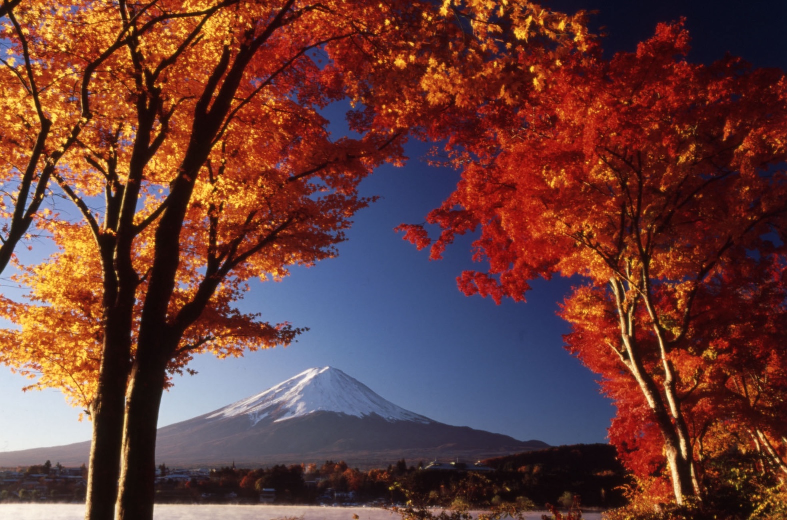 富士山ともみじ回廊