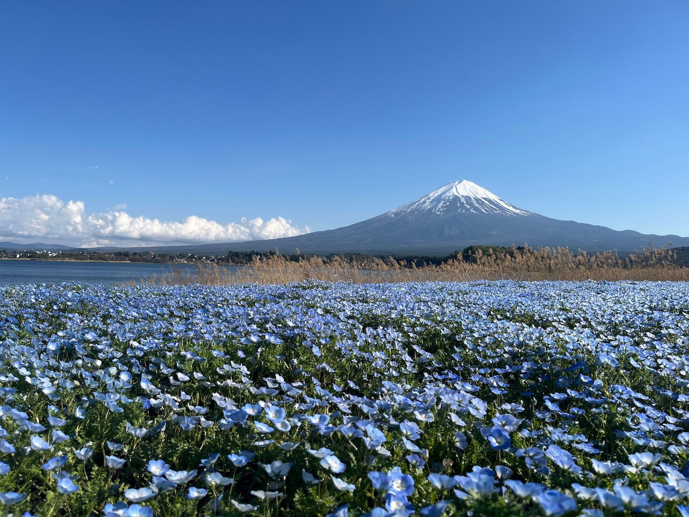大石公園のネモフィラ畑