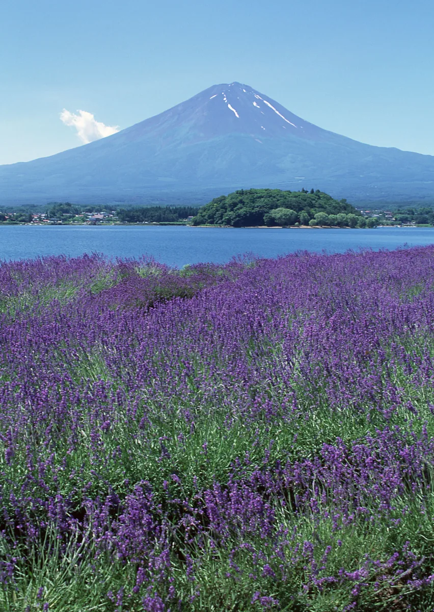 隔著薰衣草田遠眺的富士山與河口湖